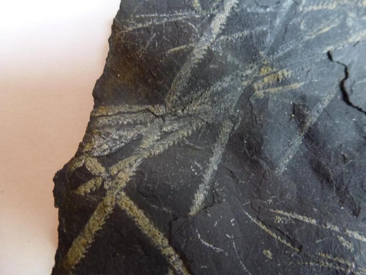 Pizarra con Graptolites
12 x 10 cm.
(Autor: javier ruiz martin)