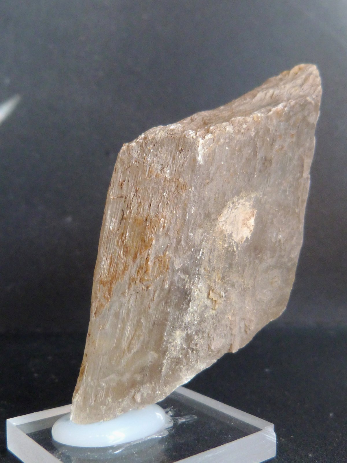 Yeso
7 x 3,5 x 2 cm.
(Autor: Felipe Abolafia)