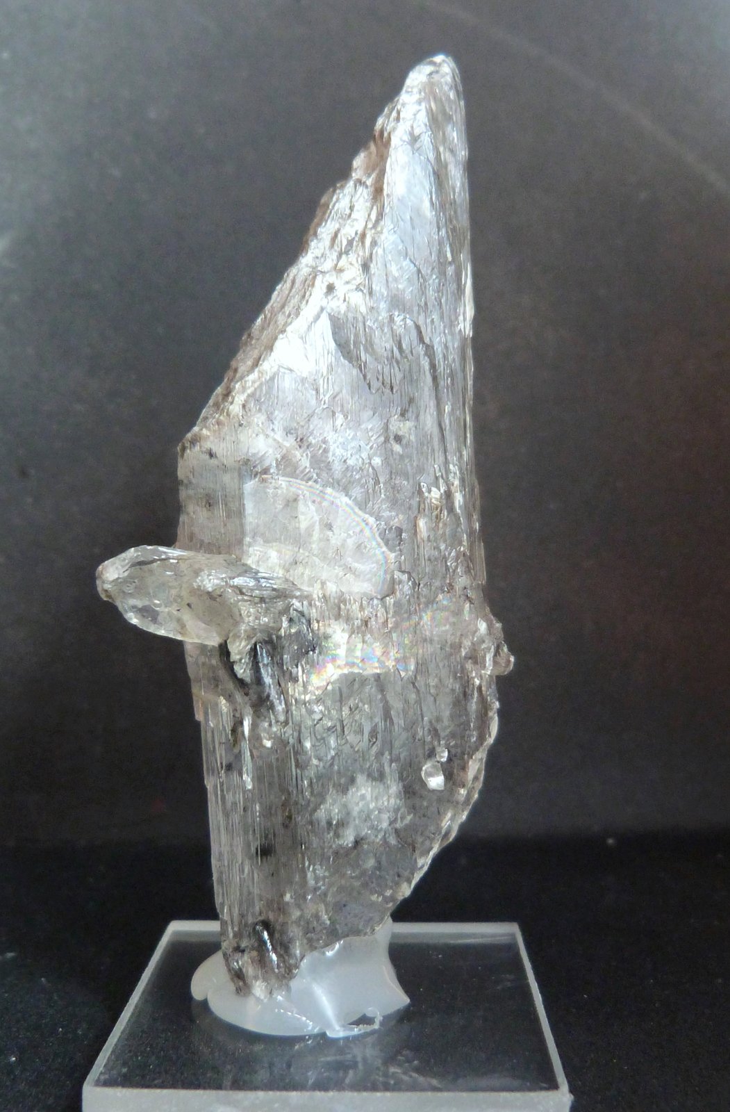 Yeso
9 x 3 x 2 cm.
(Autor: Felipe Abolafia)