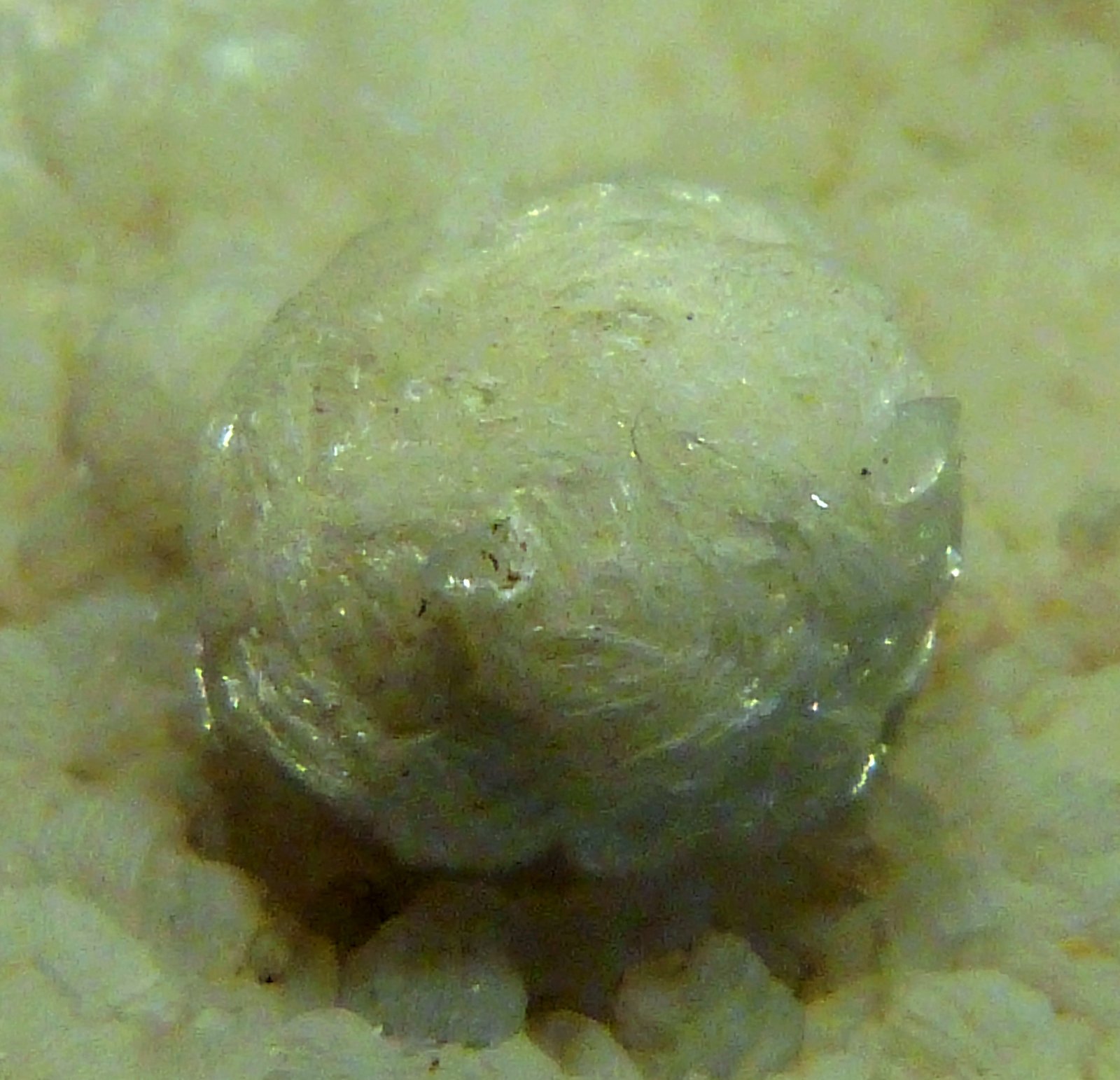 Girolita
13 x 5 x 2,5 cm.
(Autor: Felipe Abolafia)