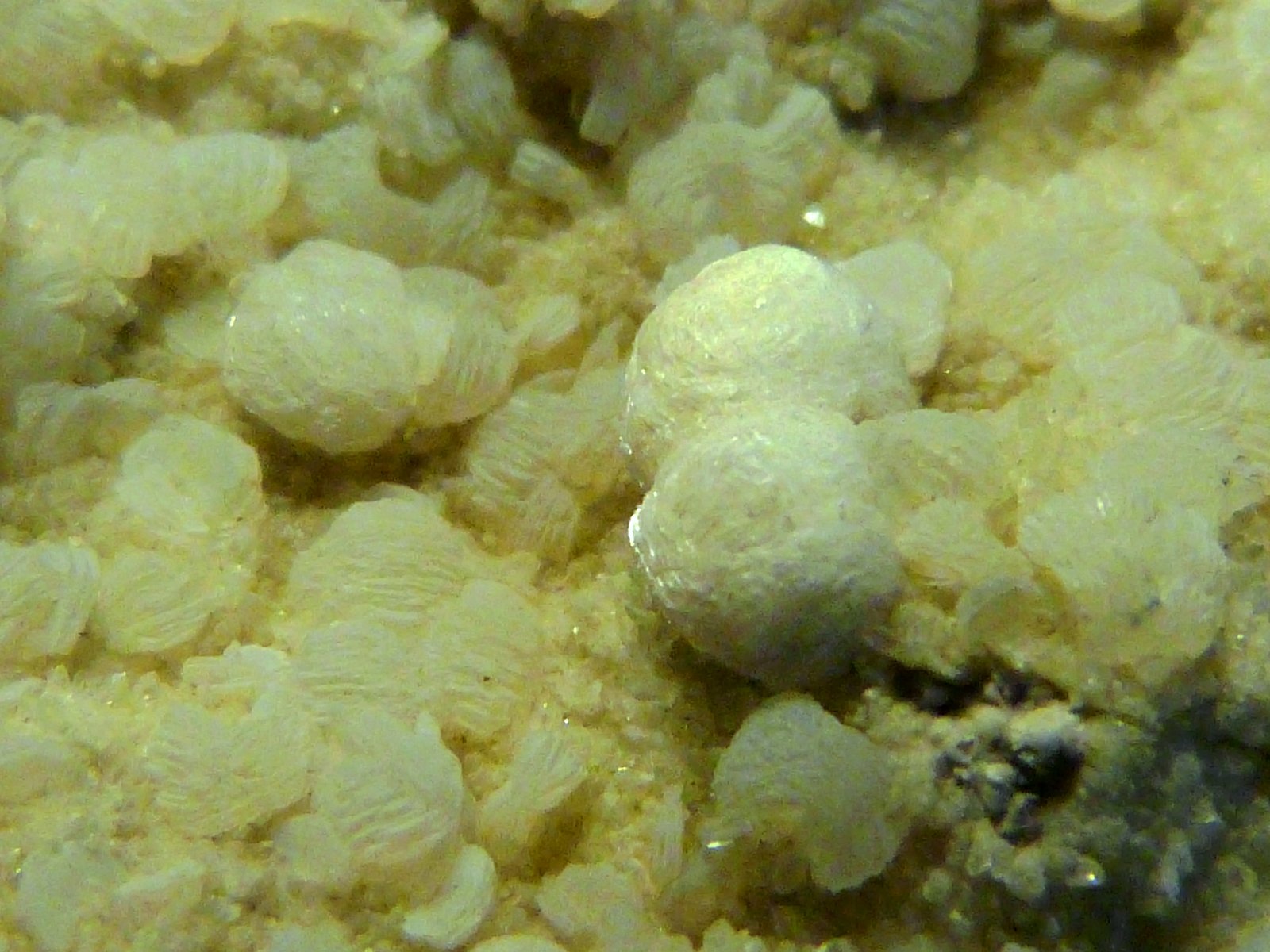Girolita
13 x 5 x 2,5 cm.
(Autor: Felipe Abolafia)