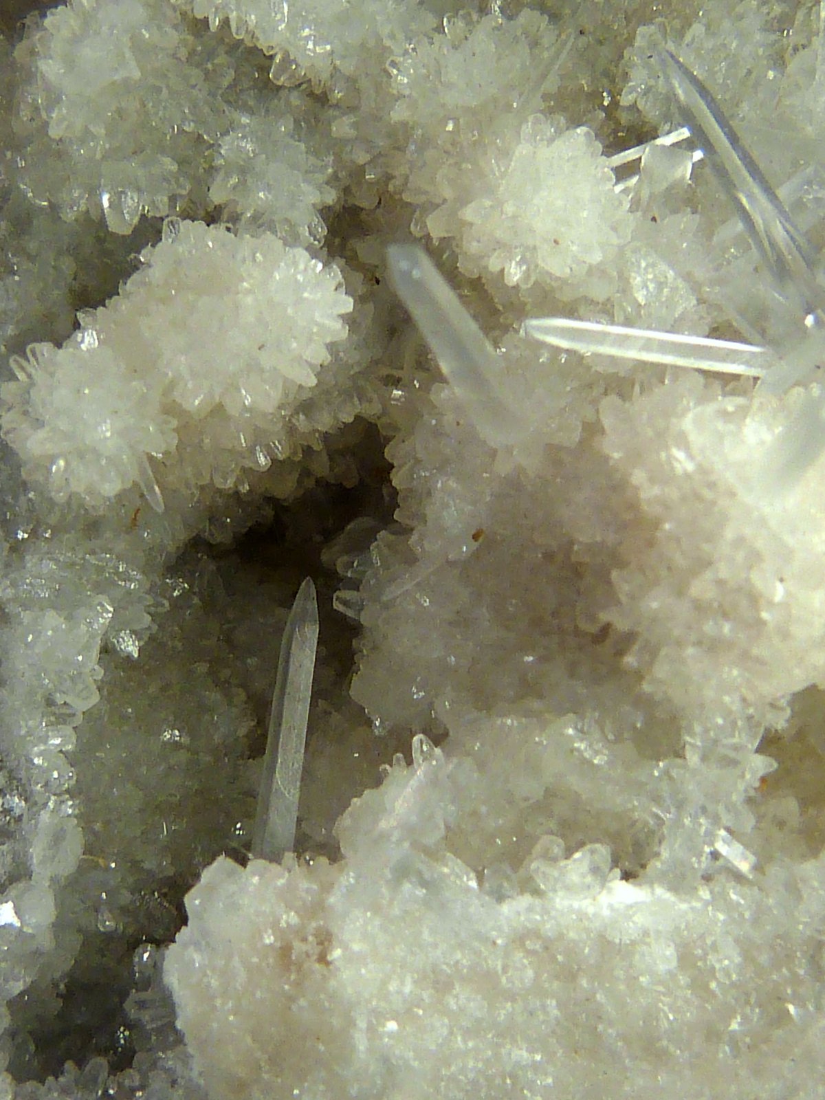 Celestina
4 x 7 x 5 cm.
(Autor: Felipe Abolafia)
