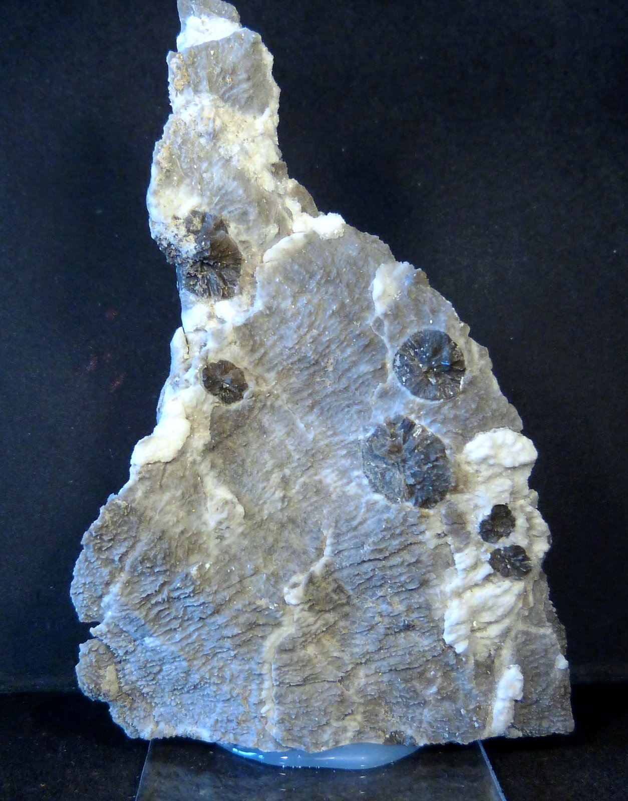Yeso
7 x 10 x 2 cm.
(Autor: Felipe Abolafia)