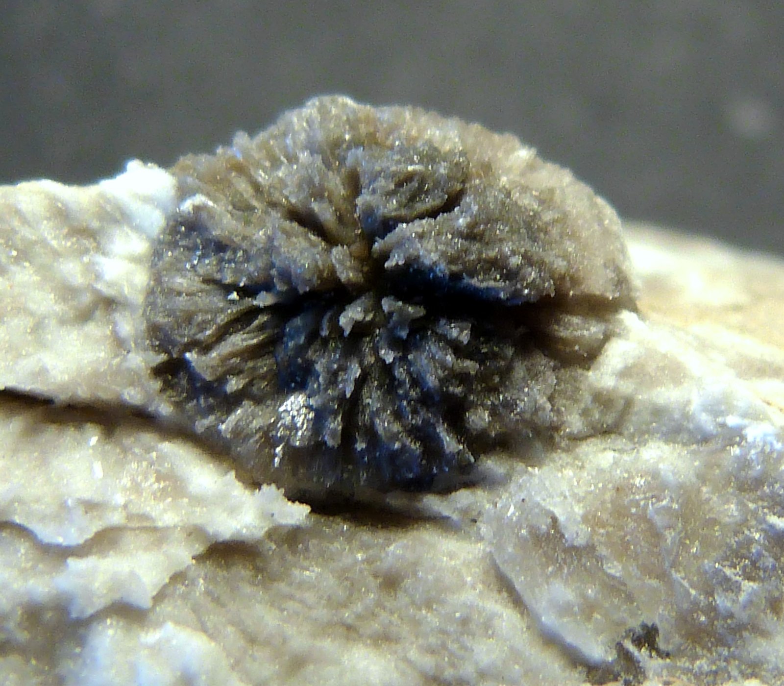 Yeso
7 x 10 x 2 cm.
(Autor: Felipe Abolafia)