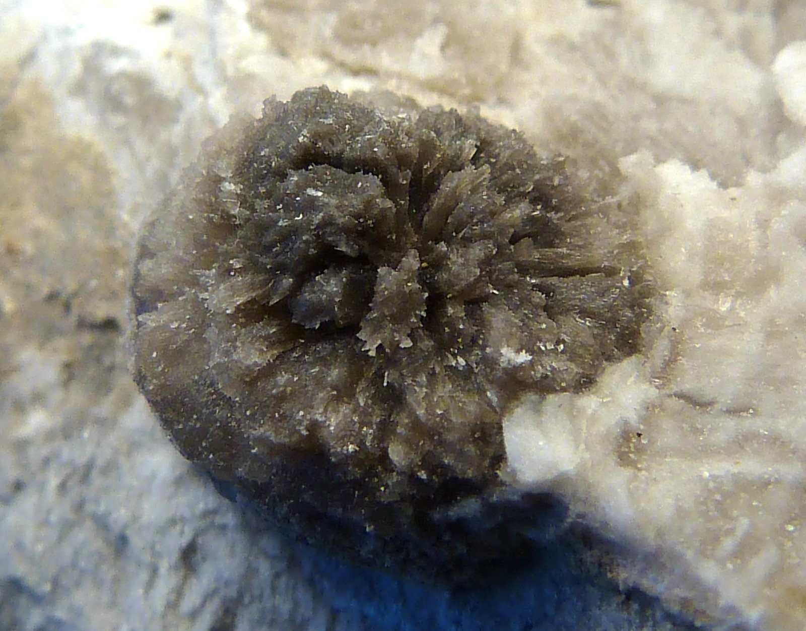 Yeso
7 x 10 x 2 cm.
(Autor: Felipe Abolafia)