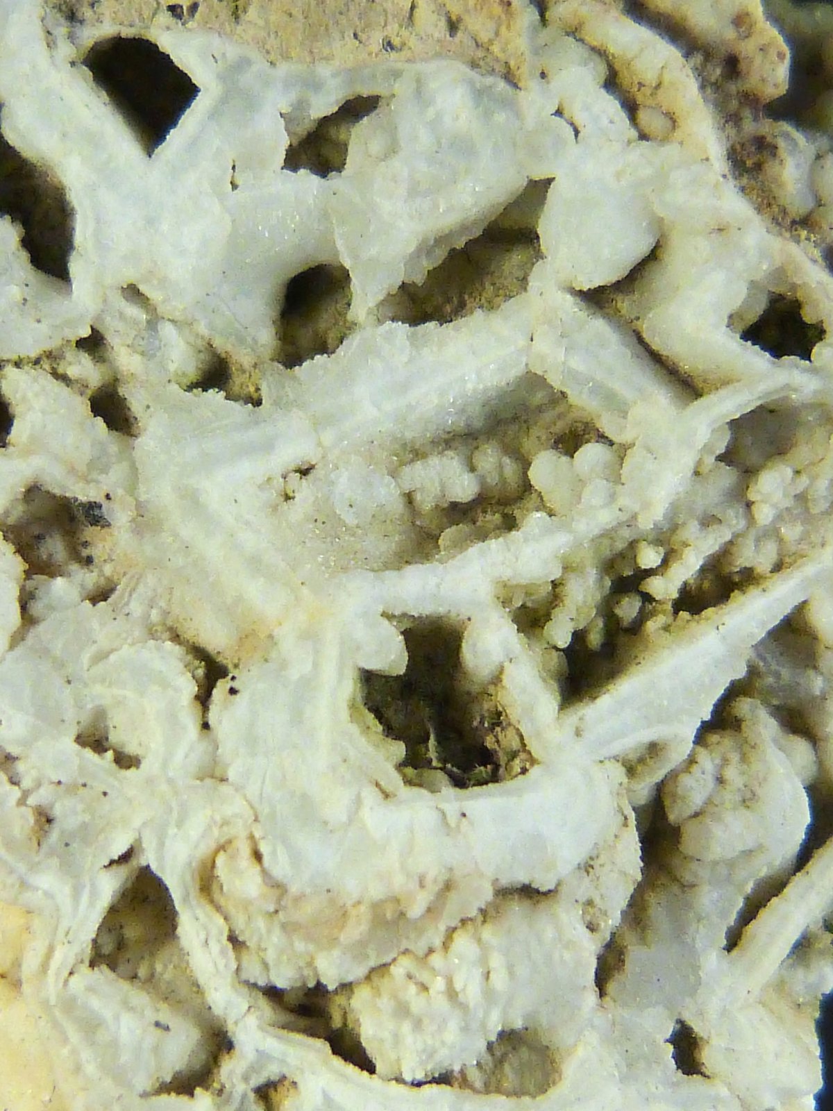 Celestina
6 x 8 x 2 cm.
(Autor: Felipe Abolafia)