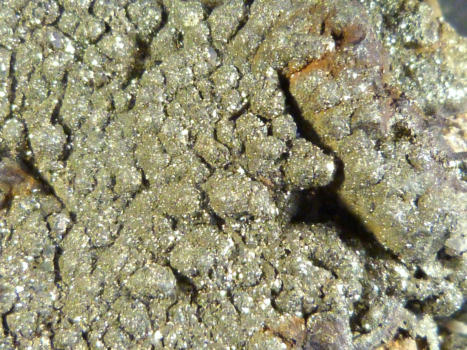 Pirita
7 x 6 x 3 cm.
(Autor: Felipe Abolafia)