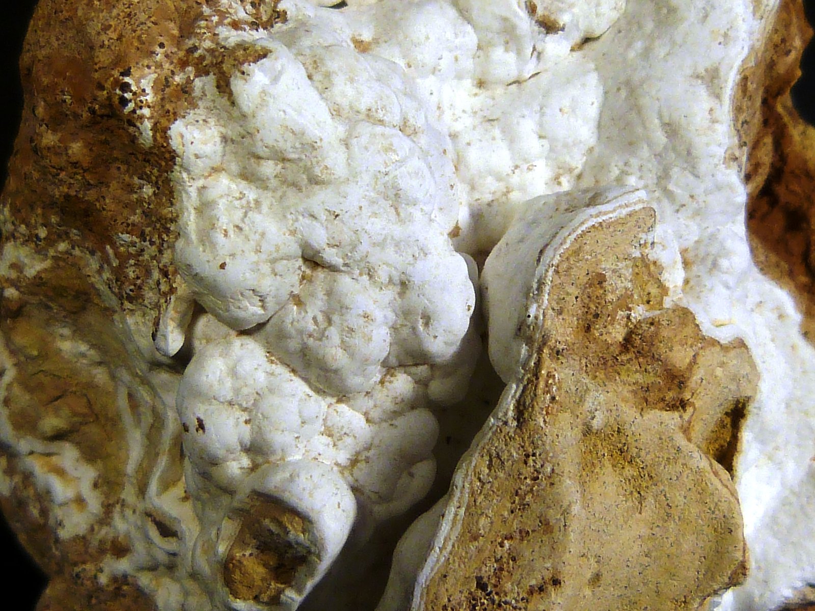 Hidrozincita
7 x 5 x 4 cm.
(Autor: Felipe Abolafia)