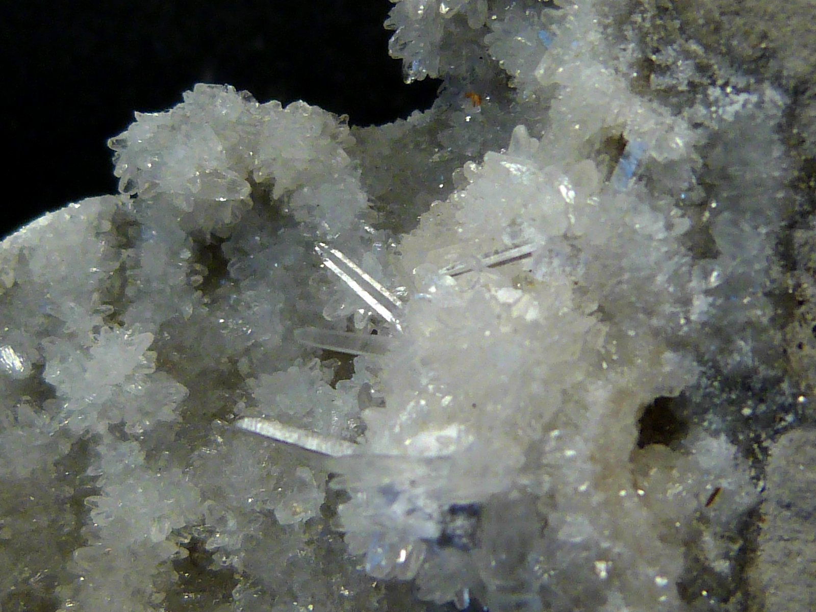 Celestina
7 x 9 x 4 cm.
(Autor: Felipe Abolafia)