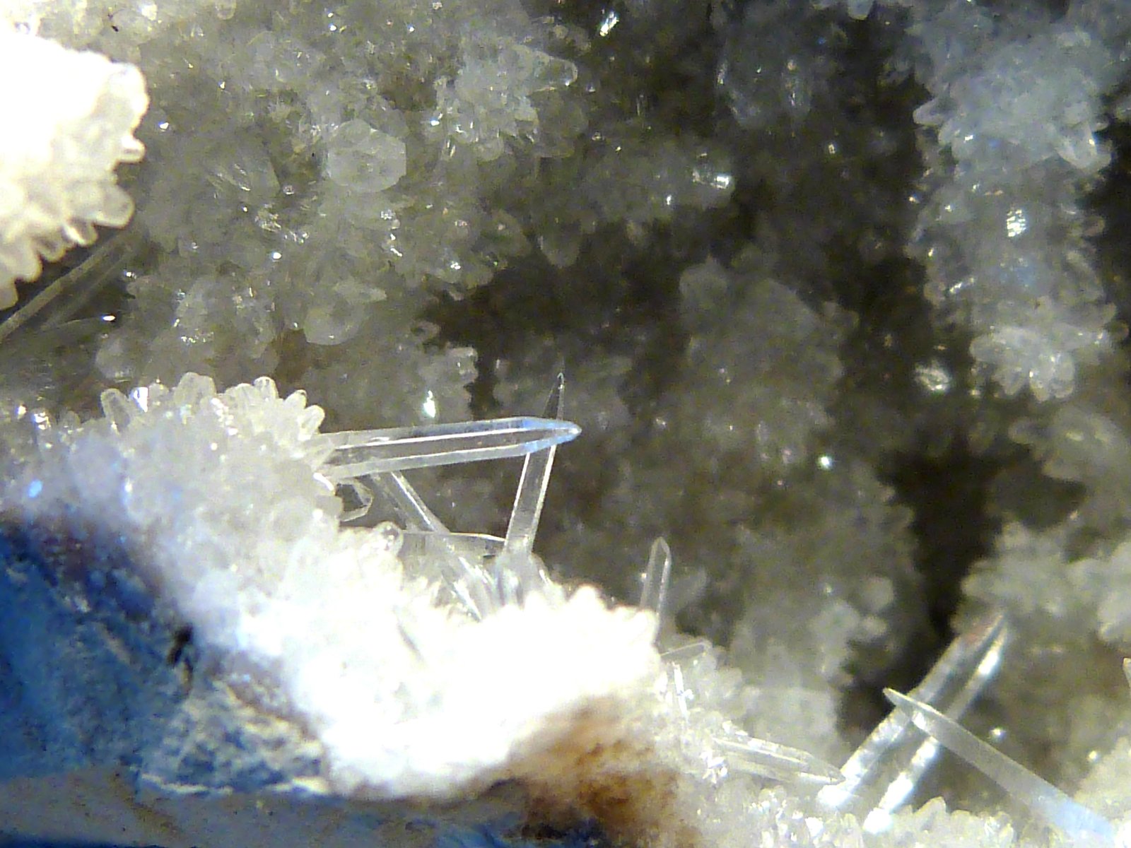 Celestina
7 x 9 x 4 cm.
(Autor: Felipe Abolafia)