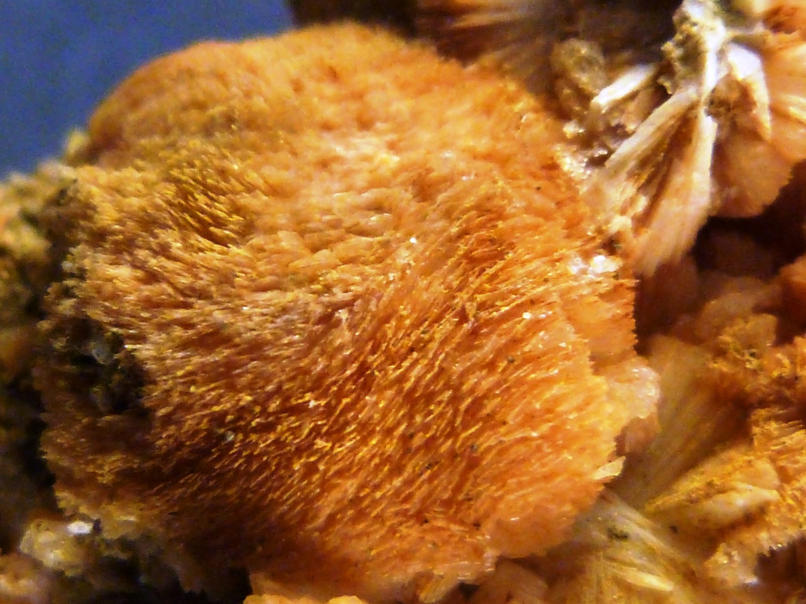 Prehnita
4,5 x 4,5 x 3 cm.
(Autor: Felipe Abolafia)