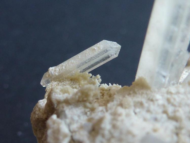 Celestina
7 x 4 cm
(Autor: javier ruiz martin)