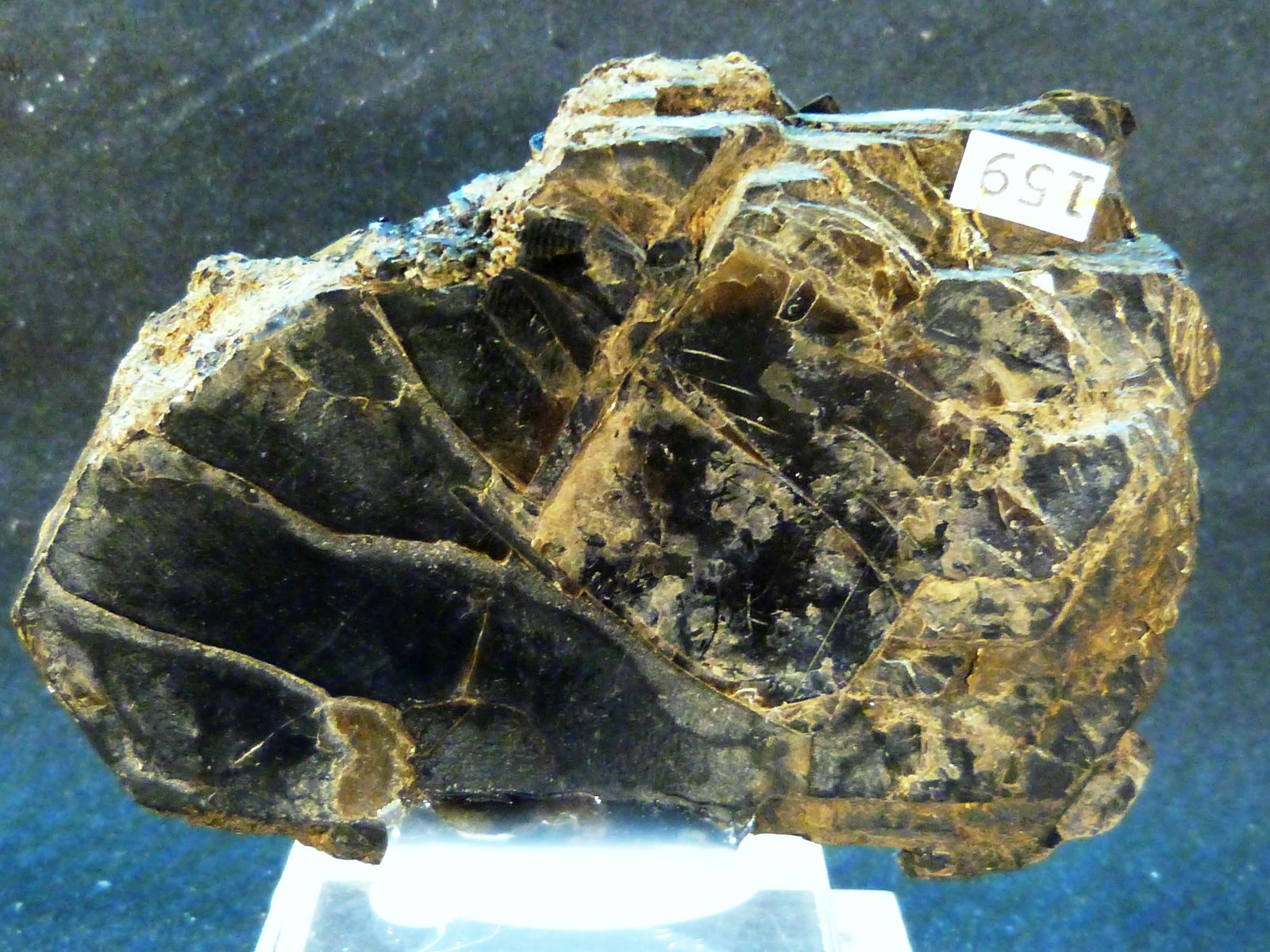 Flogopita (Grupo Mica)
8 x 6 x 0,6 cm.
(Autor: Felipe Abolafia)