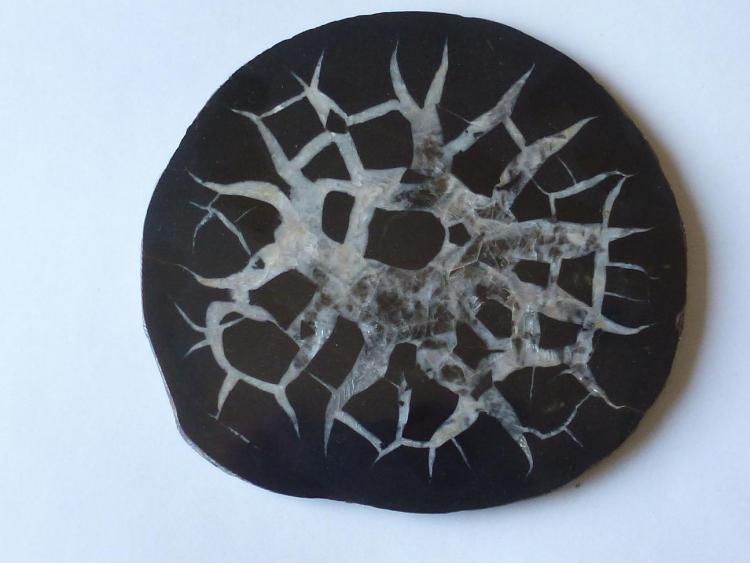 septaria
15 x 13 cm.
(Autor: javier ruiz martin)