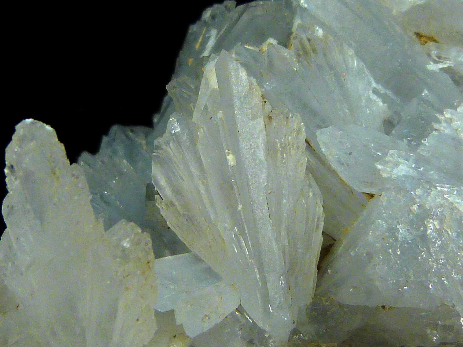Celestina
8 x 6 x 3,5 cm.
(Autor: Felipe Abolafia)