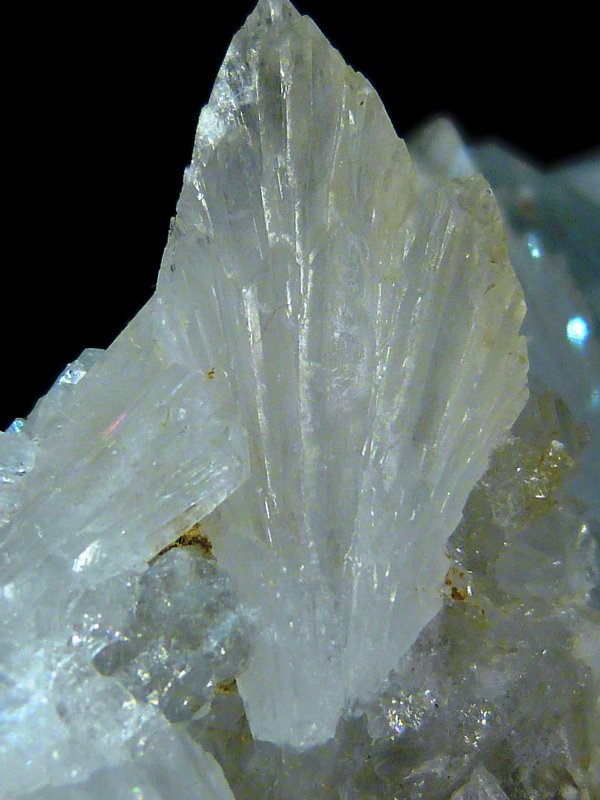 Celestina
8 x 6 x 3,5 cm.
(Autor: Felipe Abolafia)