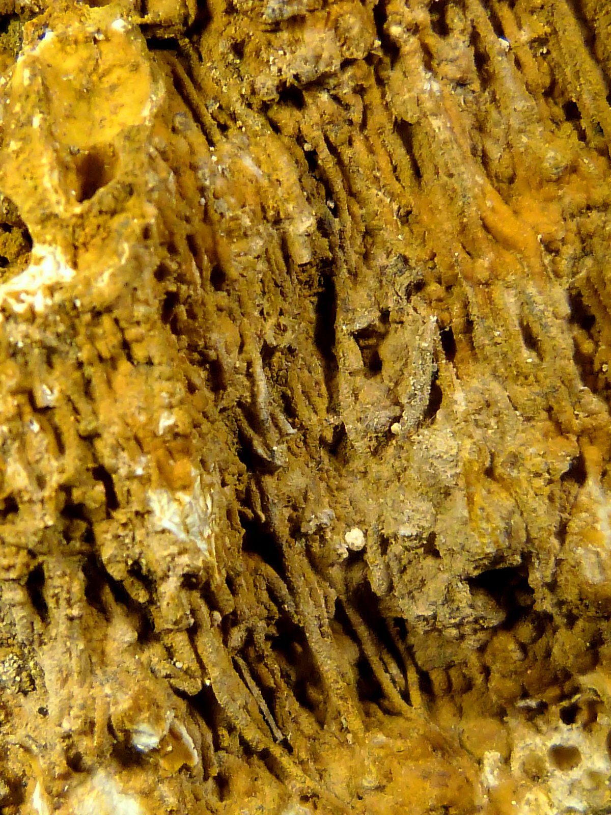 Celestina
4 x 5 x 3 cm.
(Autor: Felipe Abolafia)