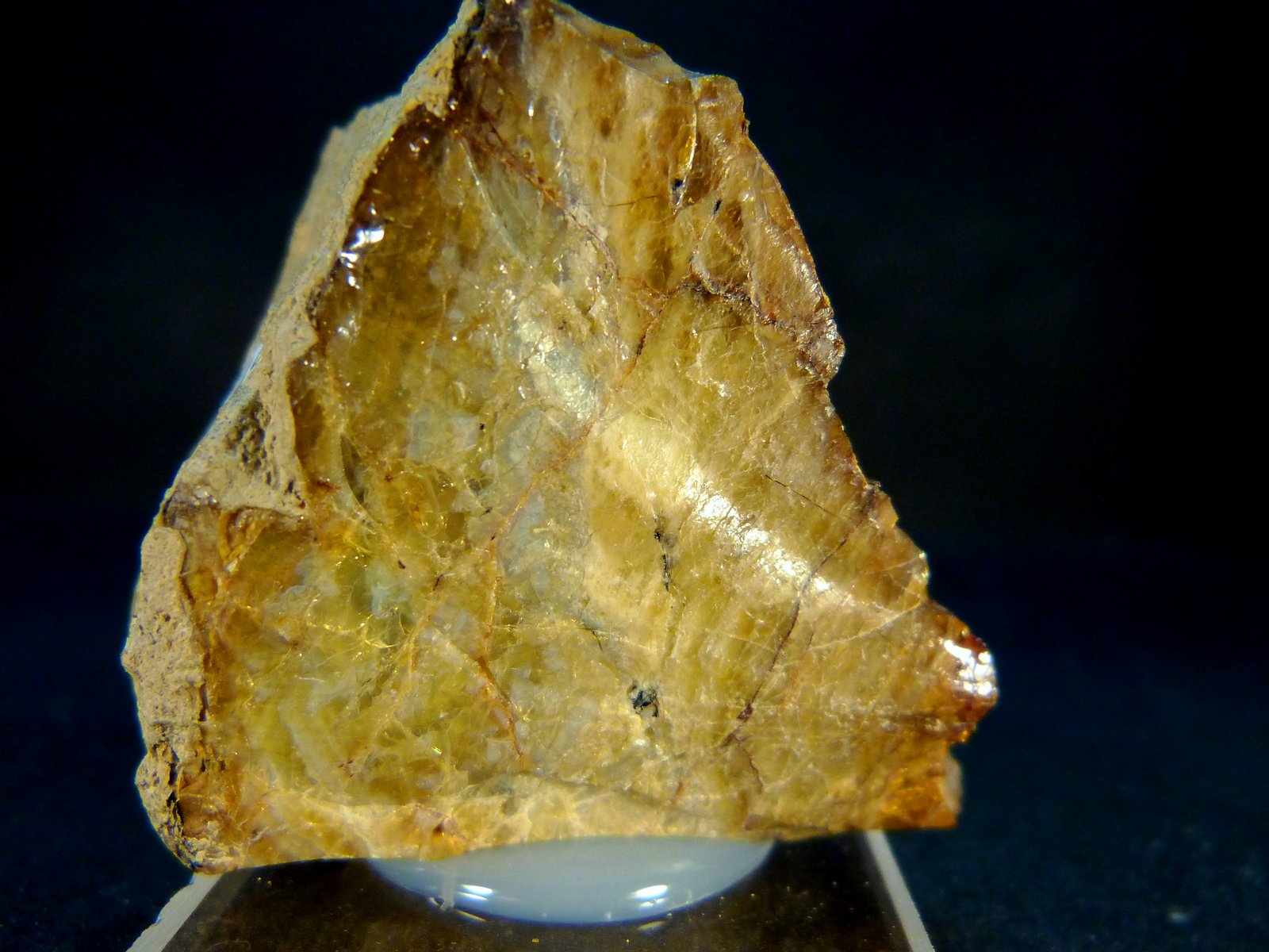 Alofana
2 x 4 x 4 cm.
(Autor: Felipe Abolafia)
