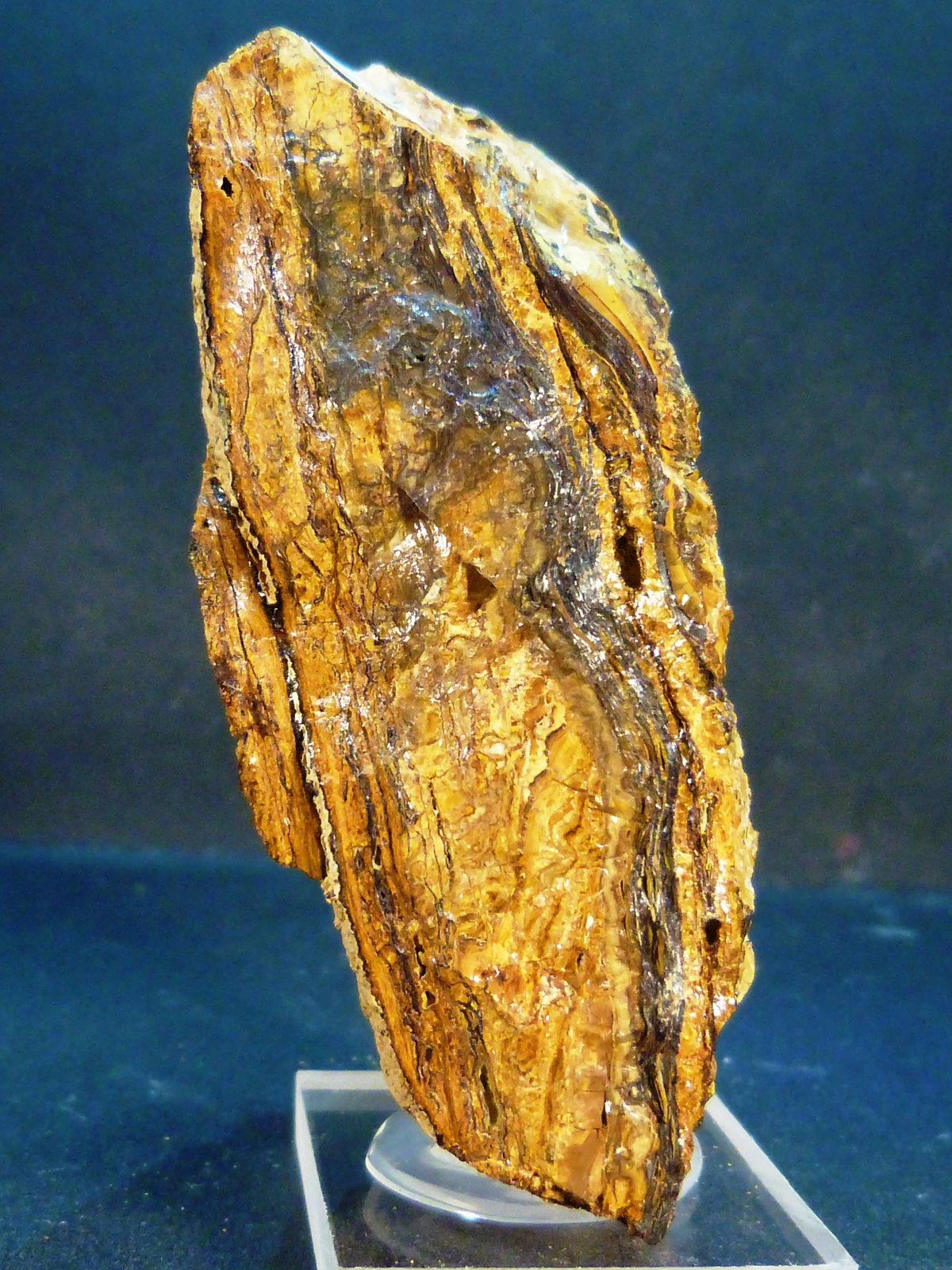 Alofana
4,5 x 7,5 x 3 cm.
(Autor: Felipe Abolafia)