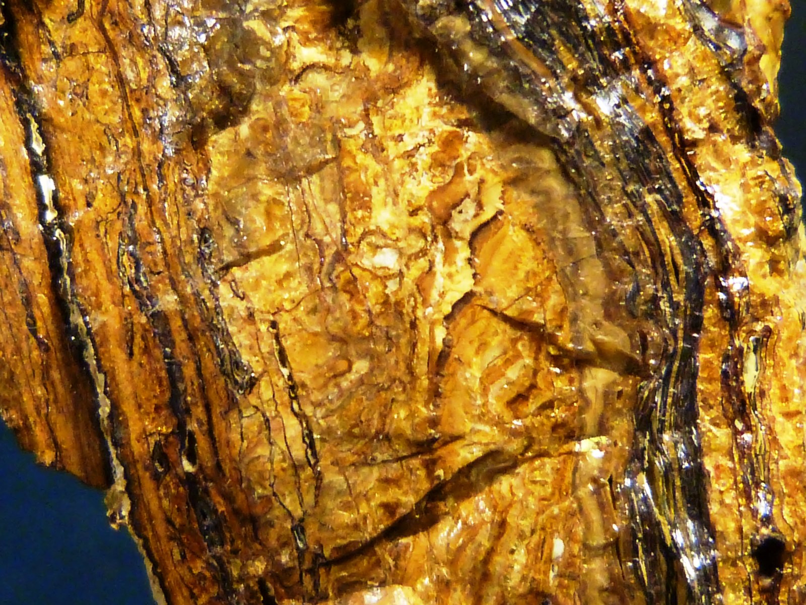 Alofana
4,5 x 7,5 x 3 cm.
(Autor: Felipe Abolafia)