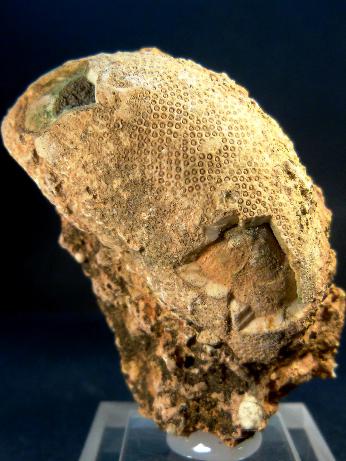 Hornblenda
6,5 x 3,5 x 4,5 cm.
(Autor: Felipe Abolafia)