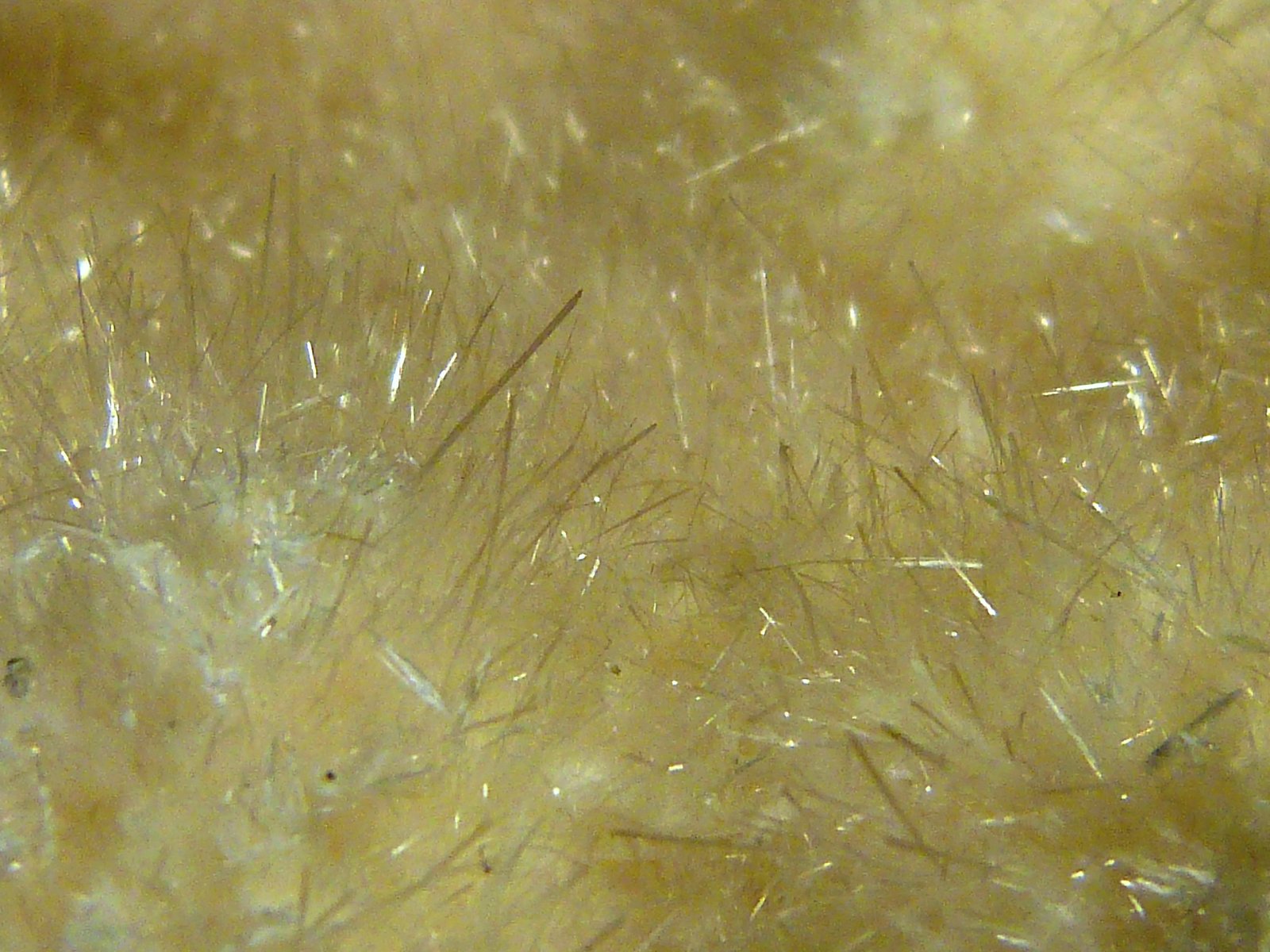 Okenita
10 x 4,5 x 7 cm.
(Autor: Felipe Abolafia)