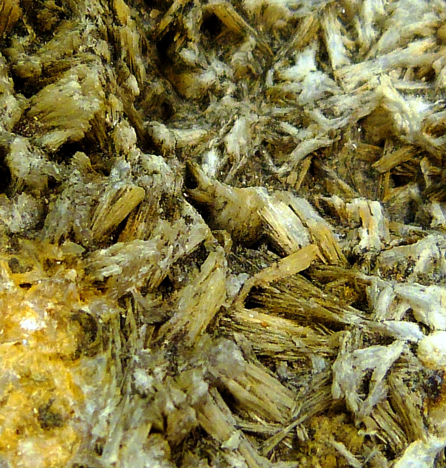 Celestina
7 x 10 x 3 cm.
(Autor: Felipe Abolafia)