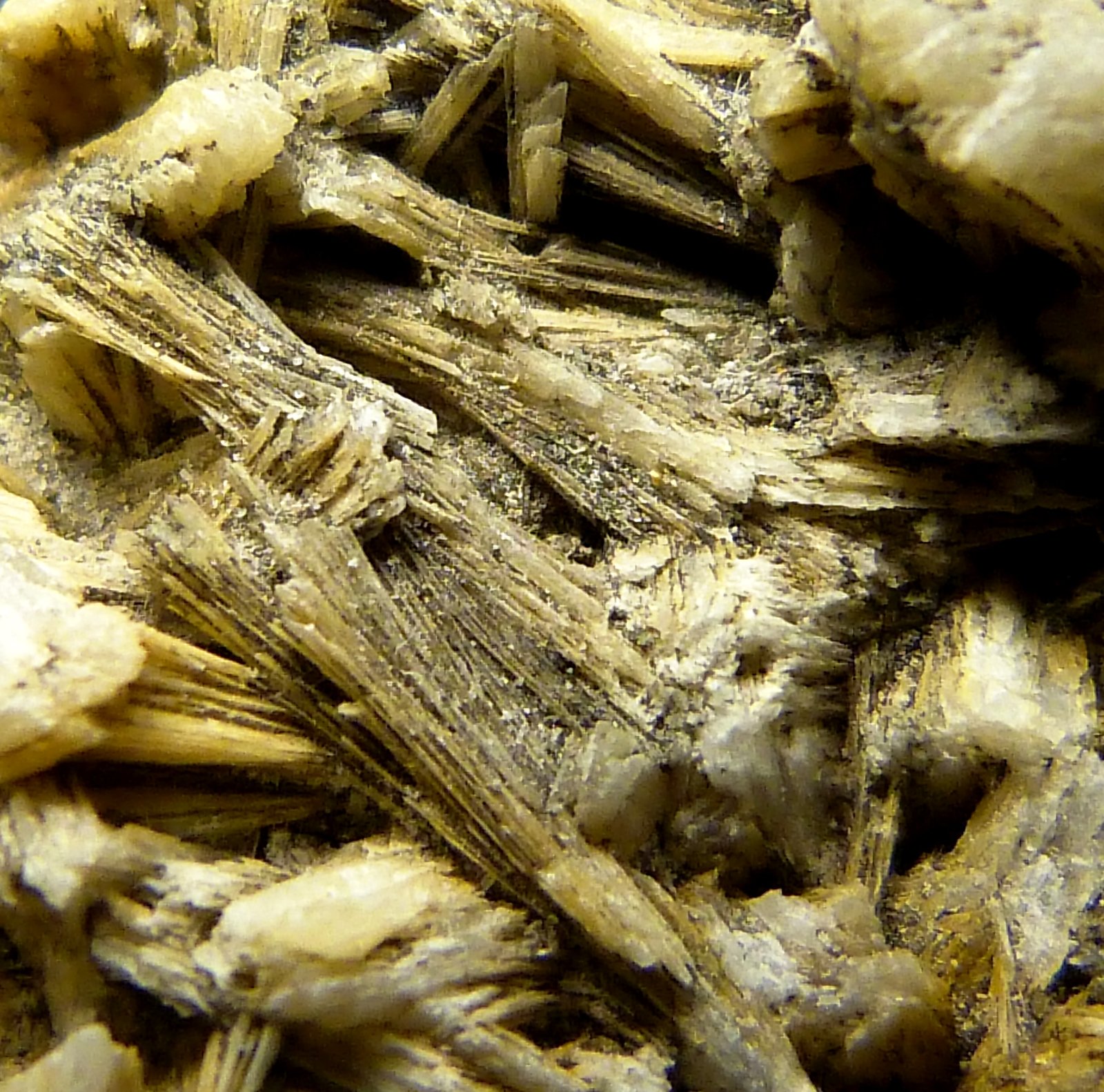 Celestina
7 x 10 x 3 cm.
(Autor: Felipe Abolafia)