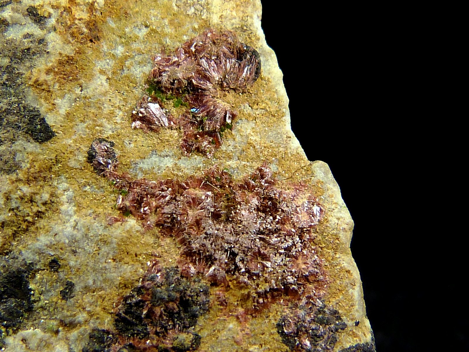 Eritrina y heterogenita
4 x 7 x 4 cm.
(Autor: Felipe Abolafia)