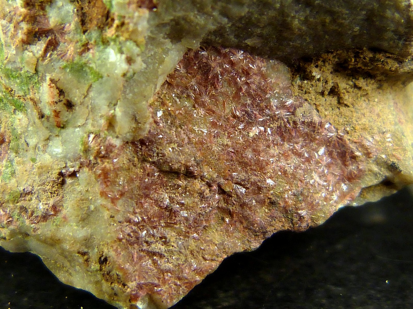 Eritrina y heterogenita
5 x 5 x 4 cm.
(Autor: Felipe Abolafia)