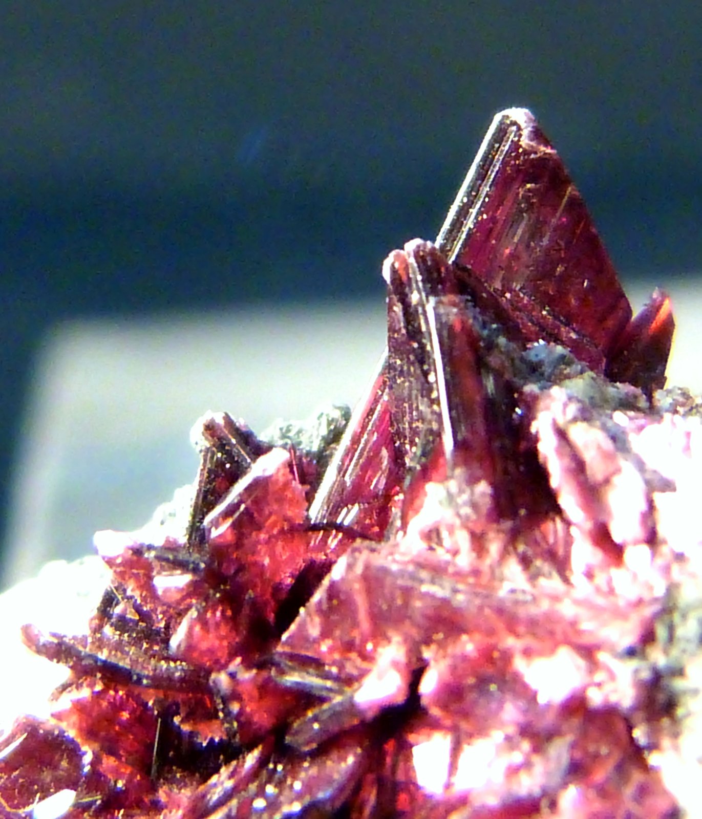 Eritrina
5 x 3,5 x 3 cm.
(Autor: Felipe Abolafia)