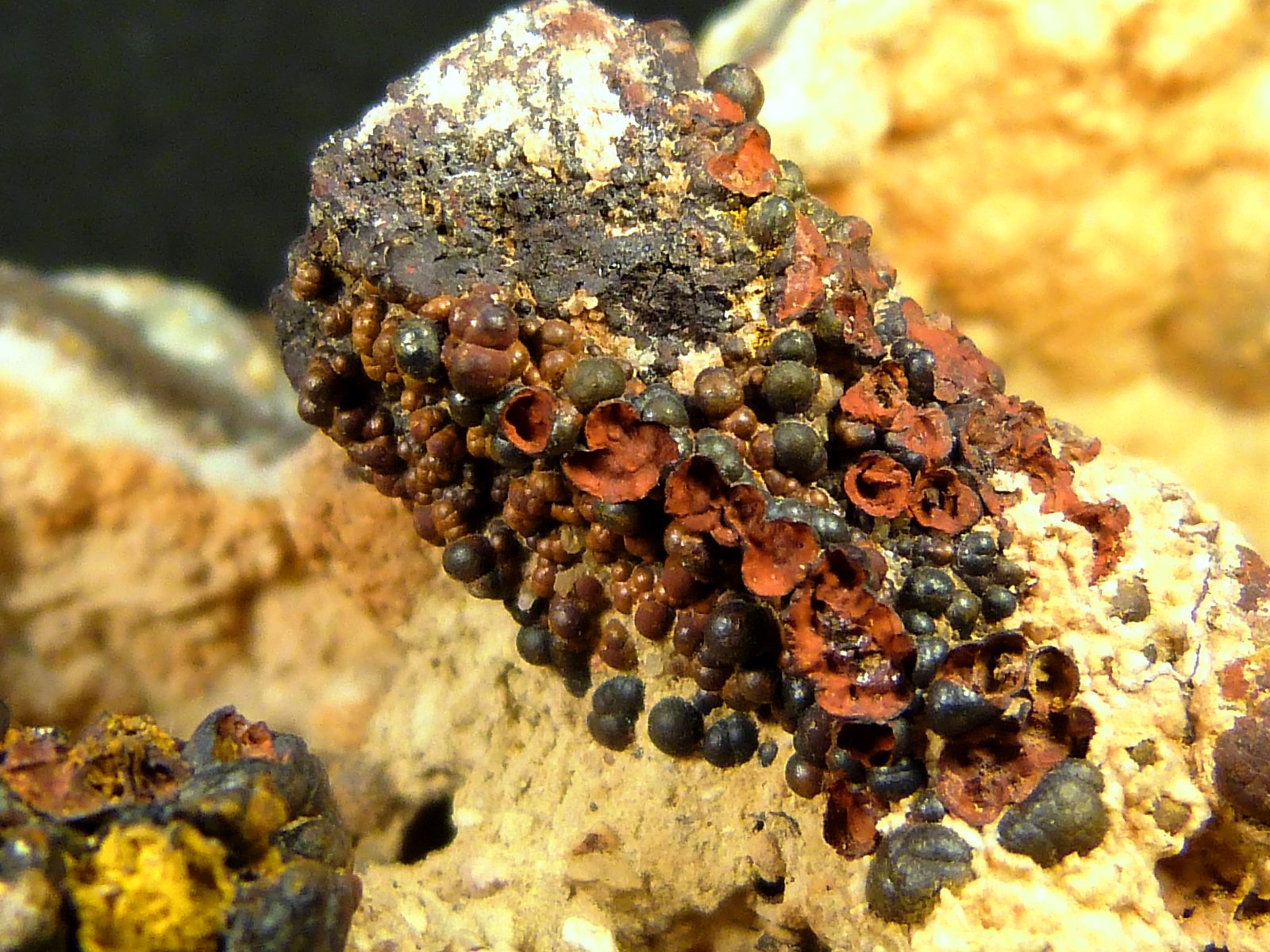 Goethita
8 x 5 cm.
(Autor: Felipe Abolafia)