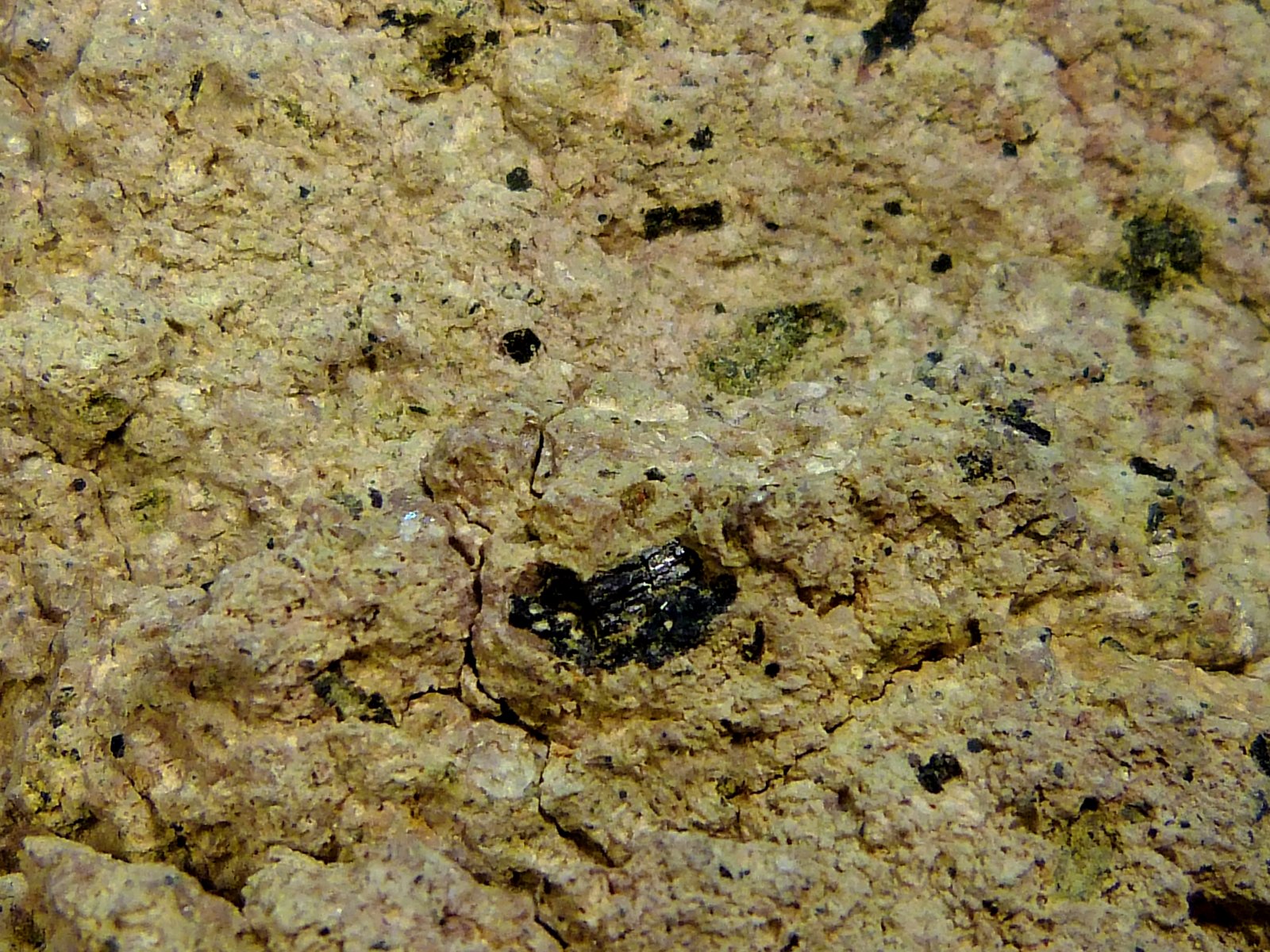 Andesita con hornblenda
10 x 7 x 5 cm.
(Autor: Felipe Abolafia)