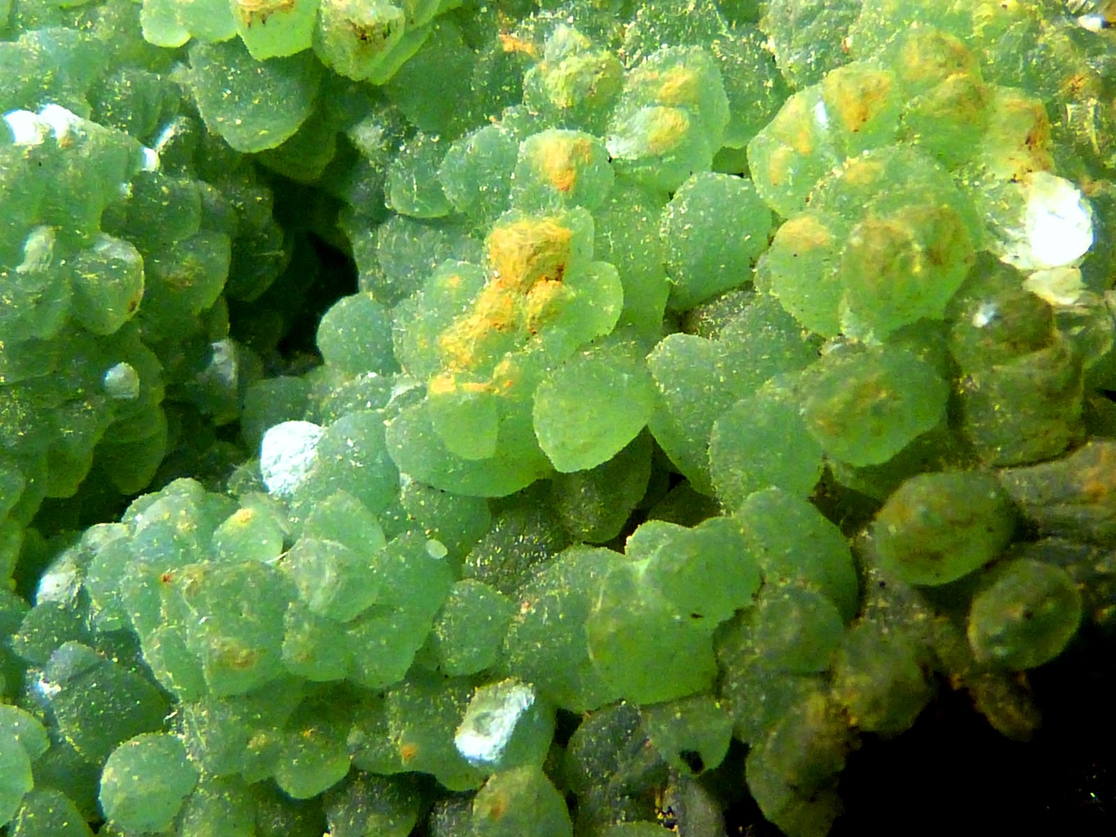 Smithsonita
8 x 4 x 5 cm.
(Autor: Felipe Abolafia)