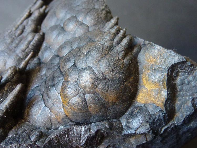 Goethita
6 x 5 cm.
(Autor: javier ruiz martin)