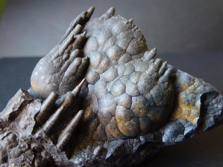 Goethita
6 x 5 cm.
(Autor: javier ruiz martin)