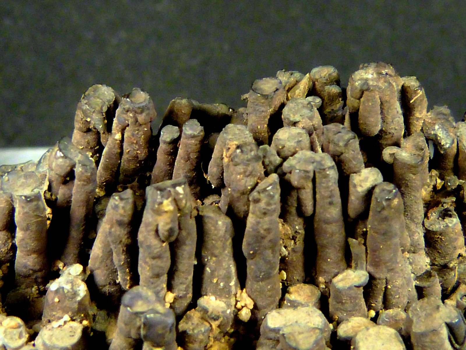 Criptomelana
5 x 3,5 x 2 cm.
(Autor: Felipe Abolafia)