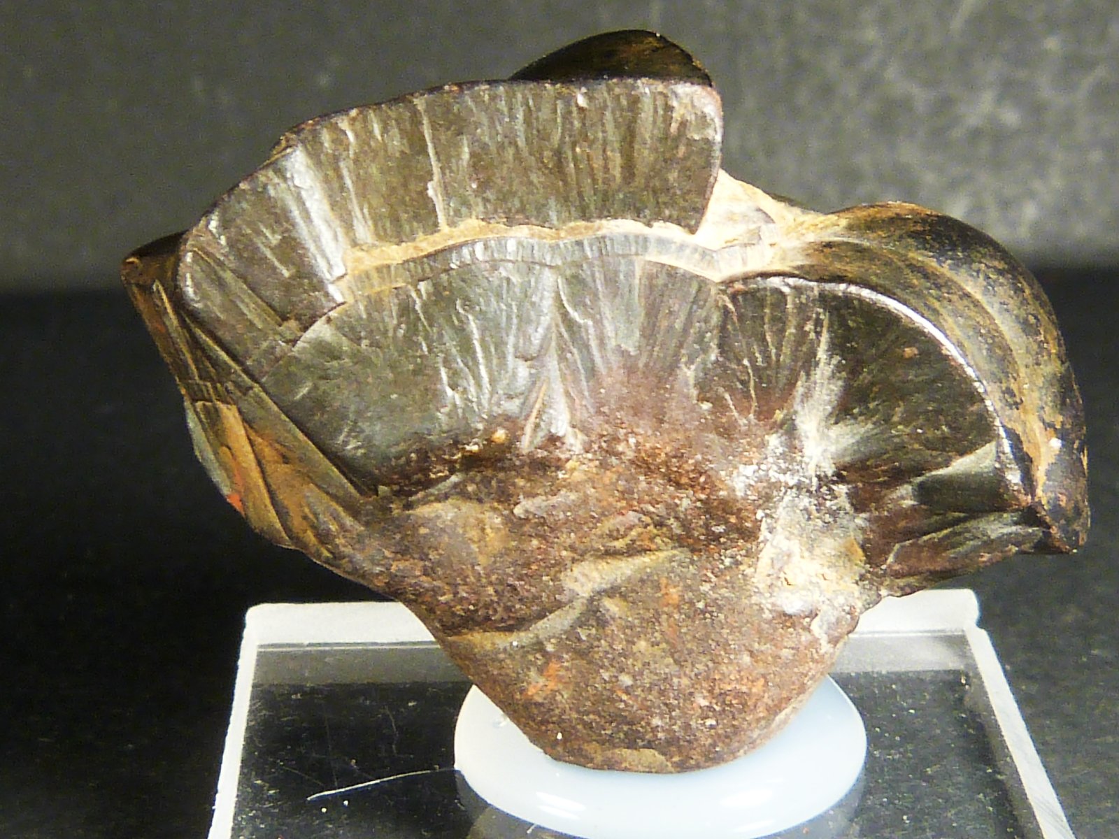 Goethita
3 x 2,5 x 1,5 cm.
(Autor: Felipe Abolafia)