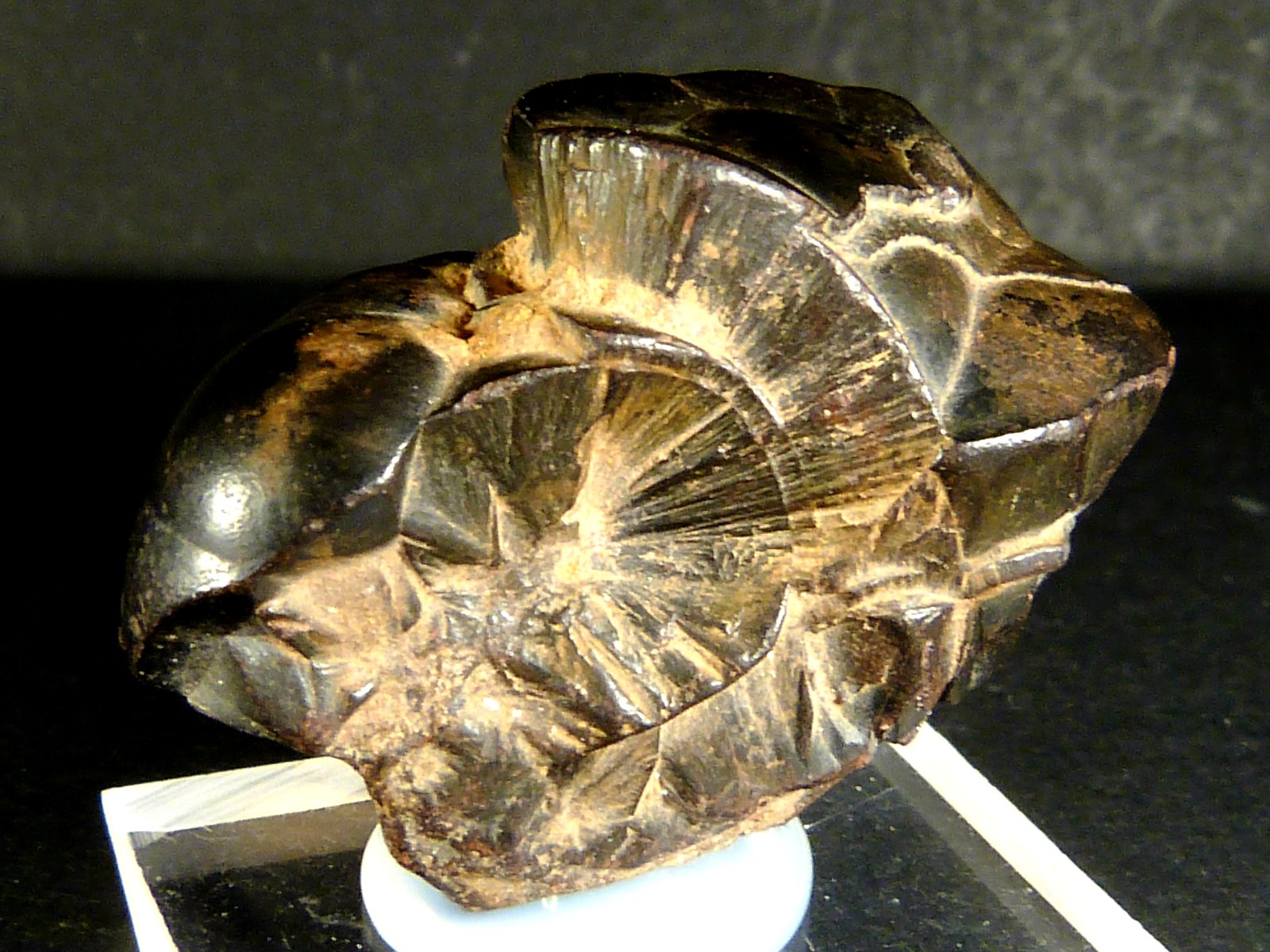 Goethita
3 x 2,5 x 1,5 cm.
(Autor: Felipe Abolafia)