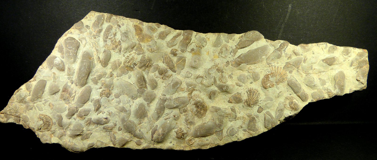 Lumaquela
20 x 7 x 2 cm.
(Autor: Felipe Abolafia)
