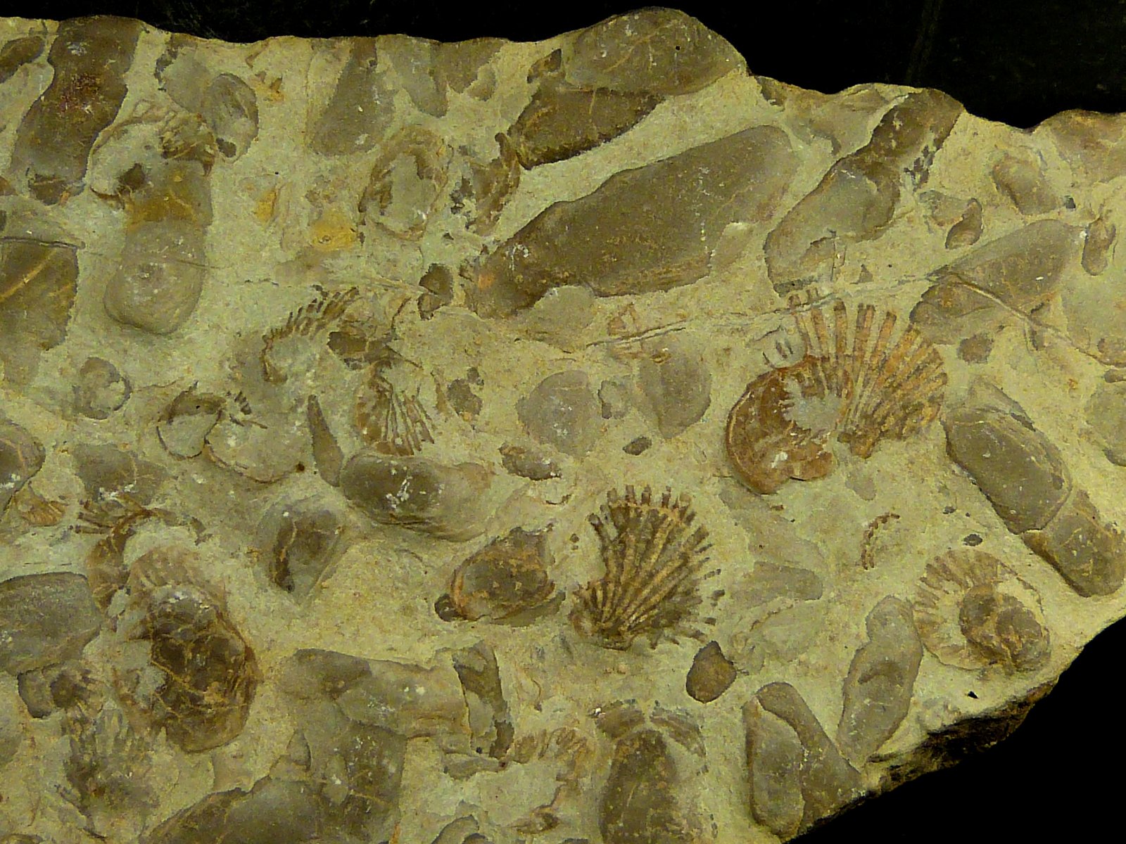 Lumaquela
20 x 7 x 2 cm.
(Autor: Felipe Abolafia)