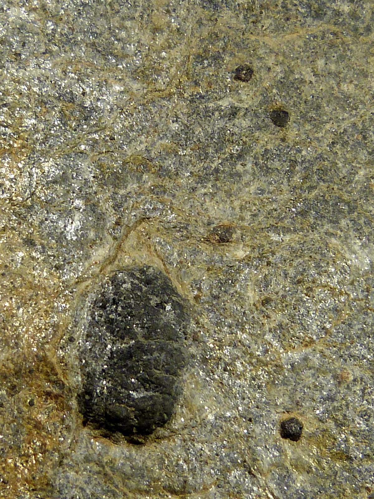 Esquisto con cloritoide y granate
11 x 12 x 3 cm.
(Autor: Felipe Abolafia)