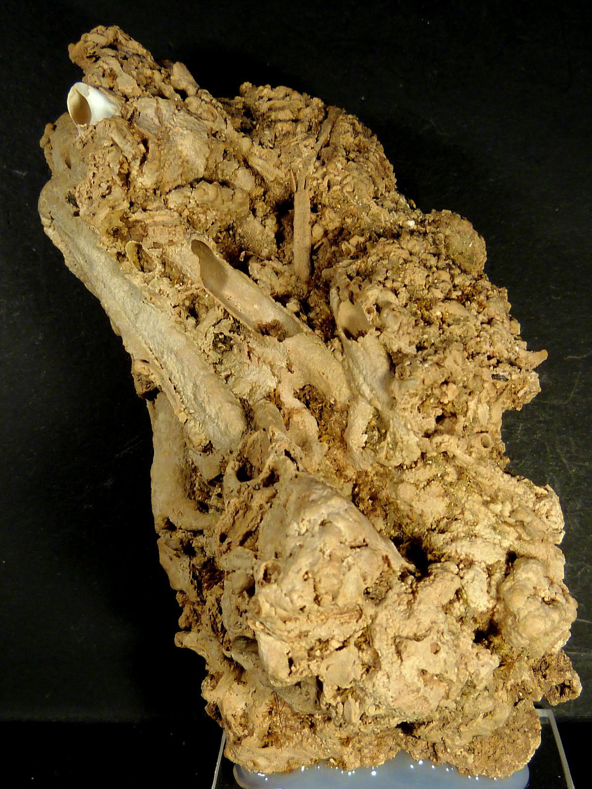 Toba calcárea
10 x 5 x 4 cm.
(Autor: Felipe Abolafia)