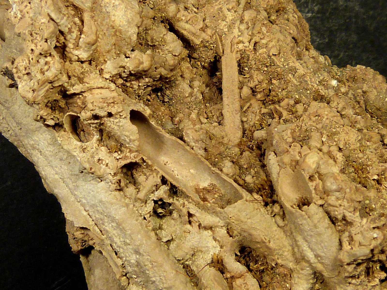 Toba calcárea
10 x 5 x 4 cm.
(Autor: Felipe Abolafia)