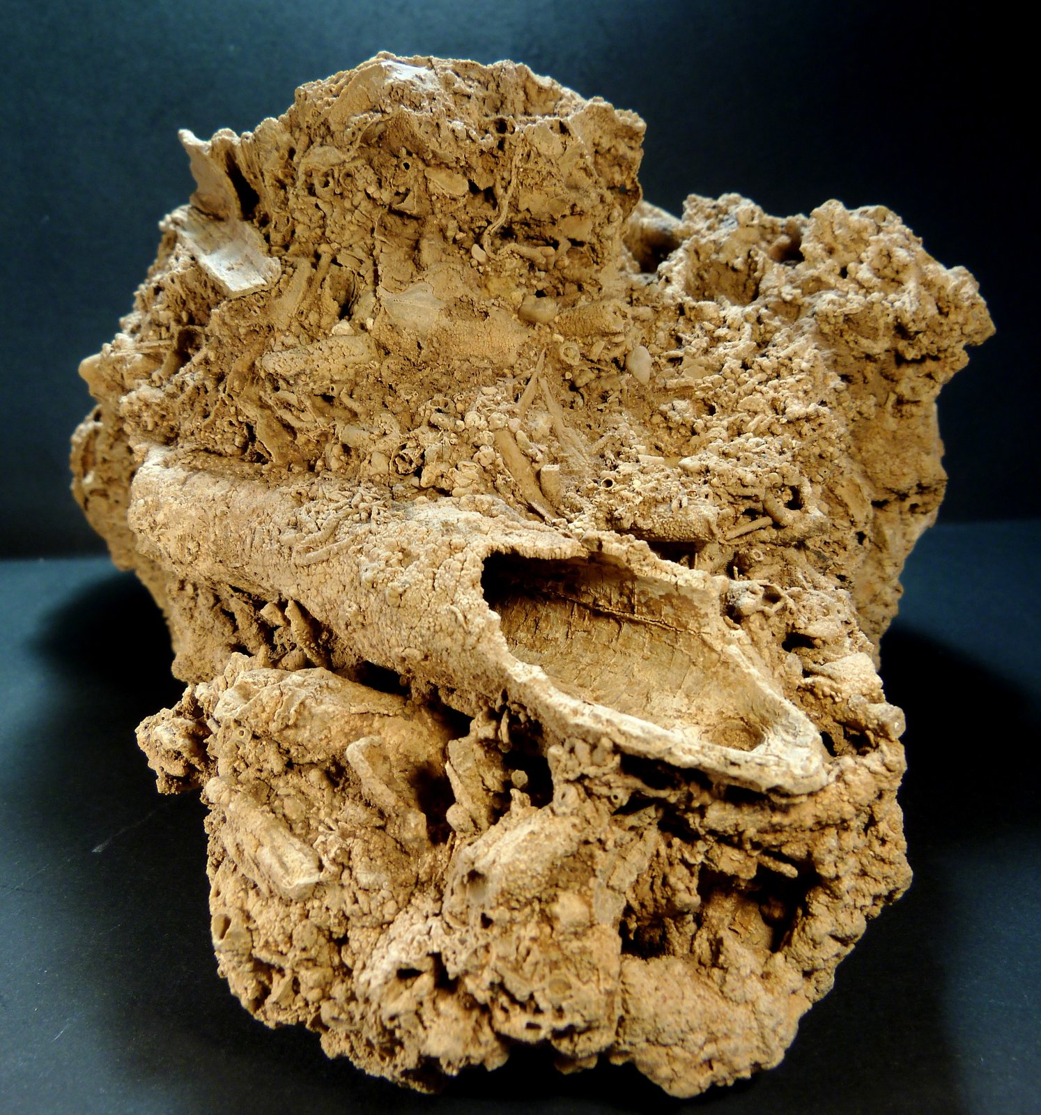 Toba calcárea
17 x 10 x 12 cm.
(Autor: Felipe Abolafia)