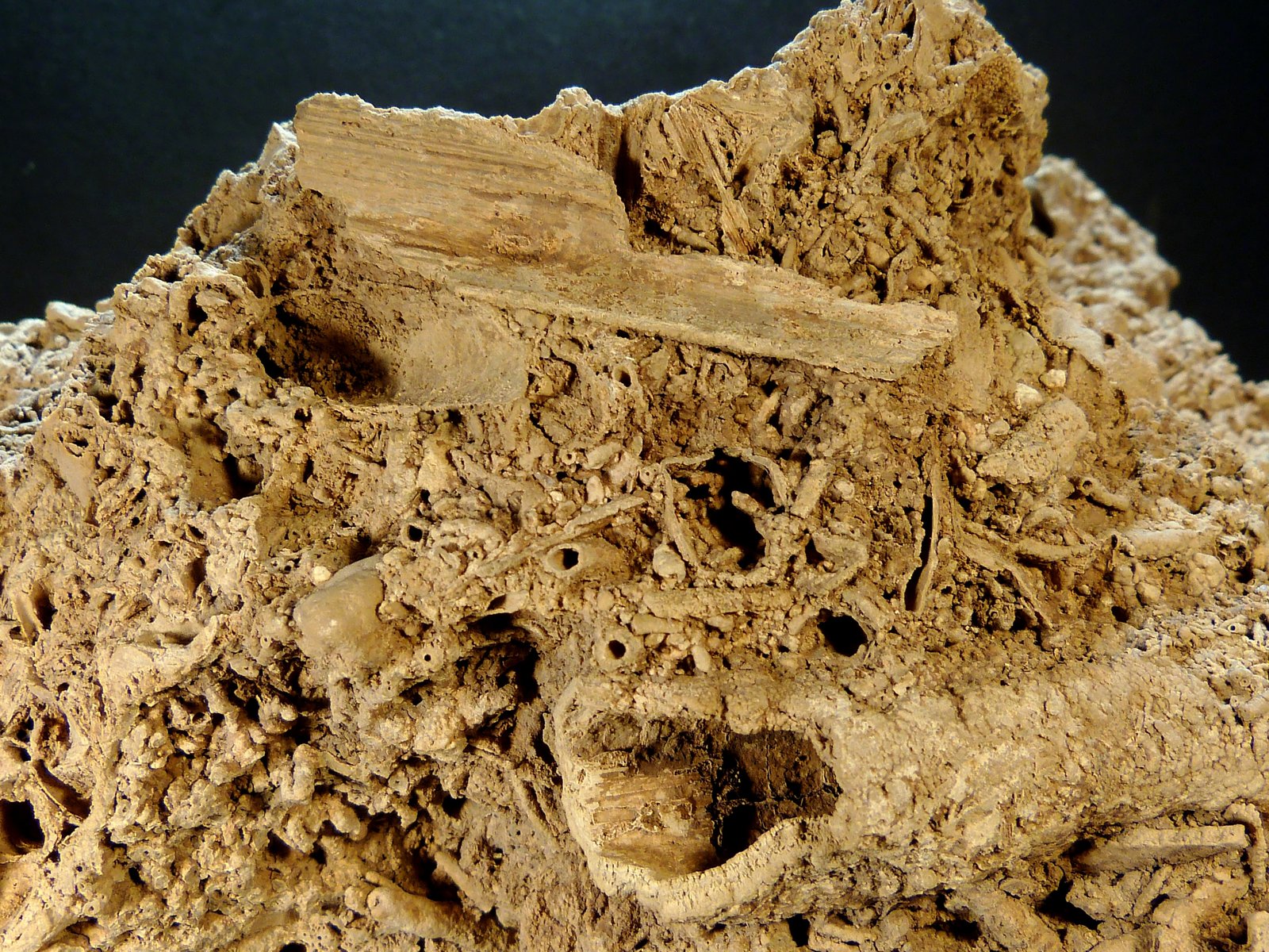 Toba calcárea
17 x 10 x 12 cm.
(Autor: Felipe Abolafia)