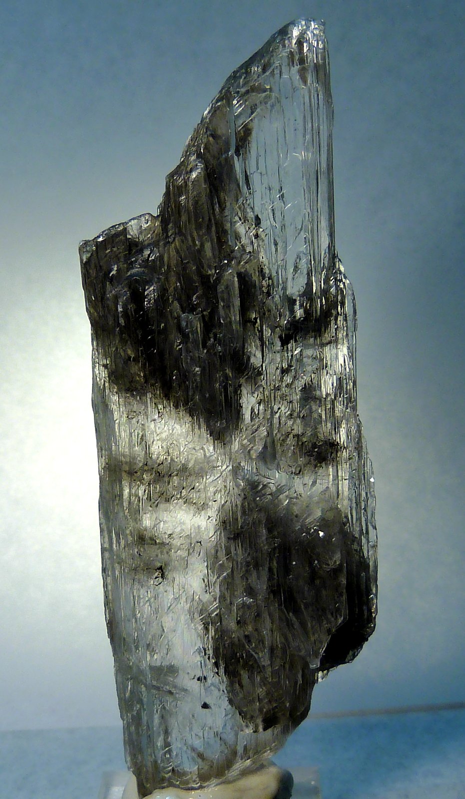 Yeso
8 x 3 x 1,5 cm.
(Autor: Felipe Abolafia)