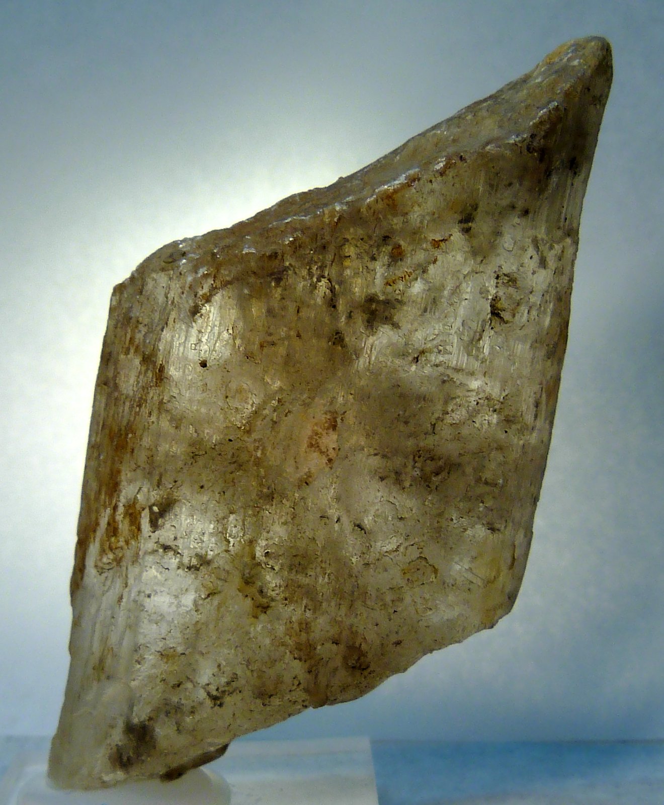 Yeso
7 x 3,5 x 2 cm.
(Autor: Felipe Abolafia)