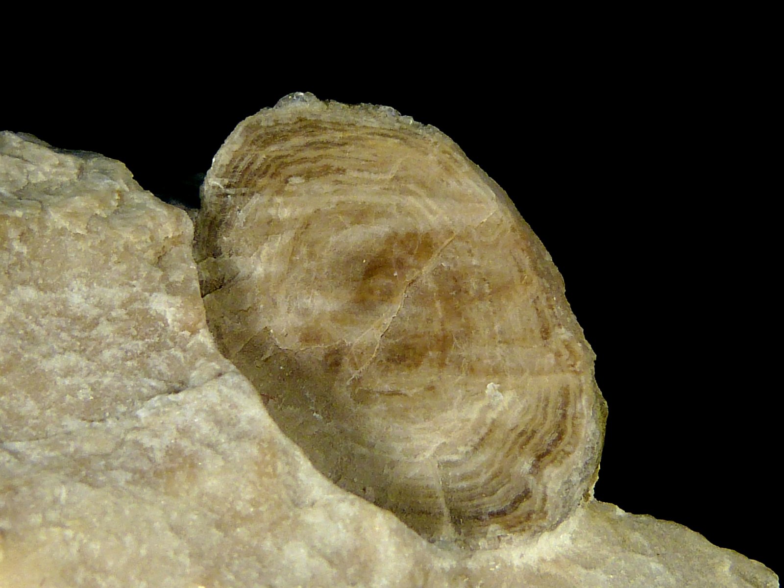 Yeso
Nódulo: 2,5 x 1,5 cm.
(Autor: Felipe Abolafia)