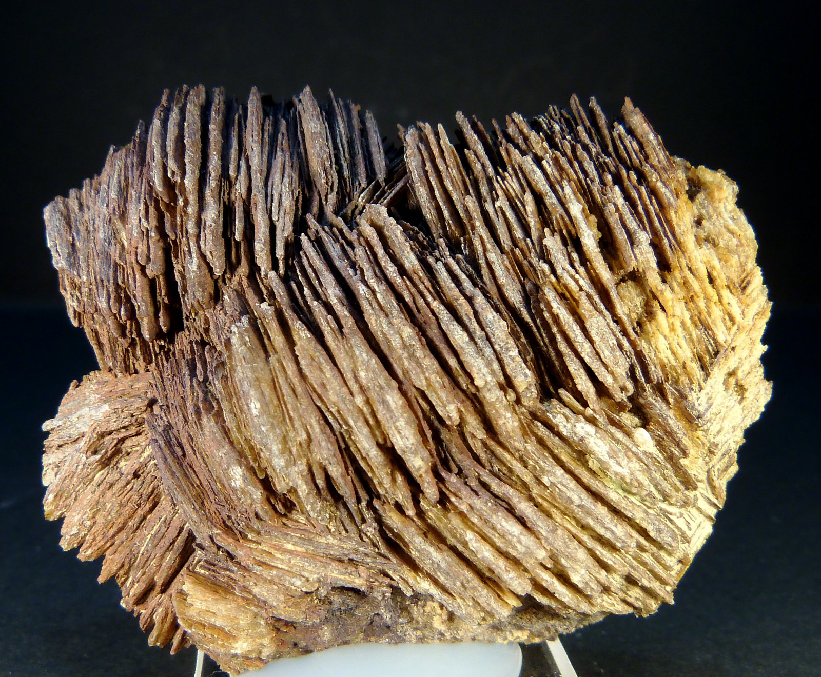 Celestina
6 x 4,5 x 2 cm.
(Autor: Felipe Abolafia)